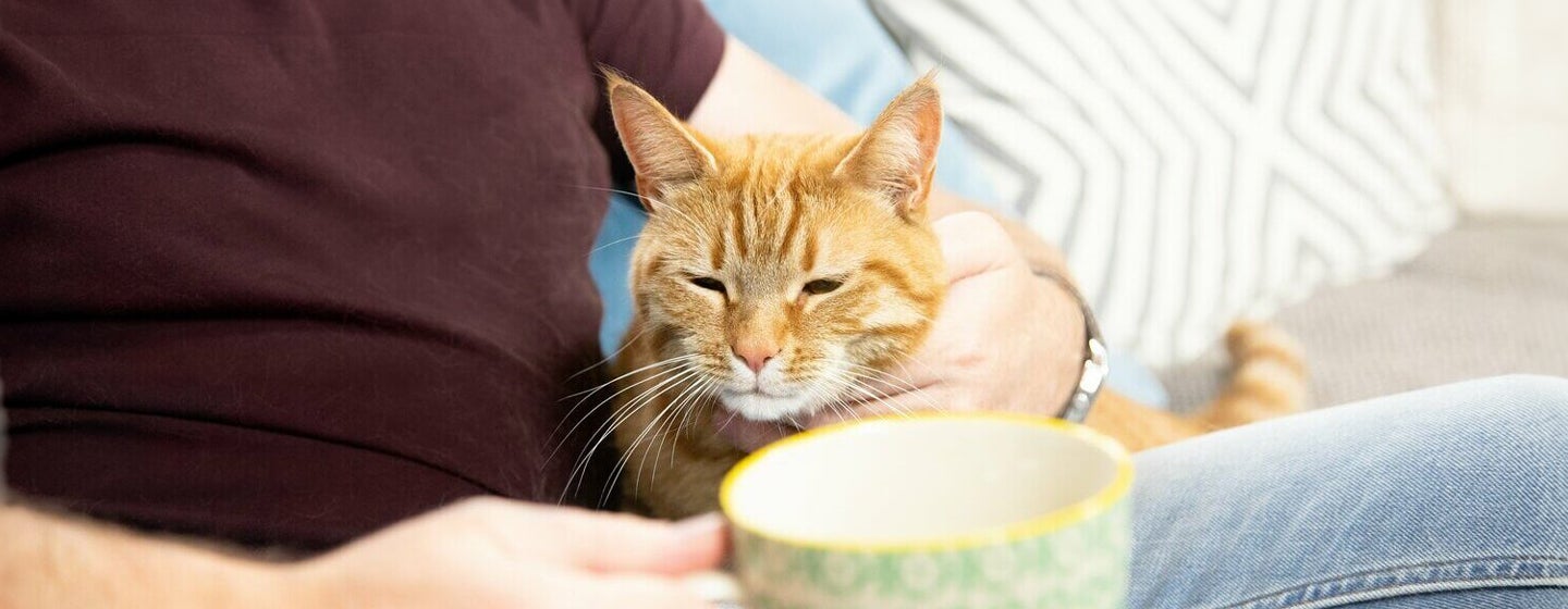 Caring For Your Senior Cat
