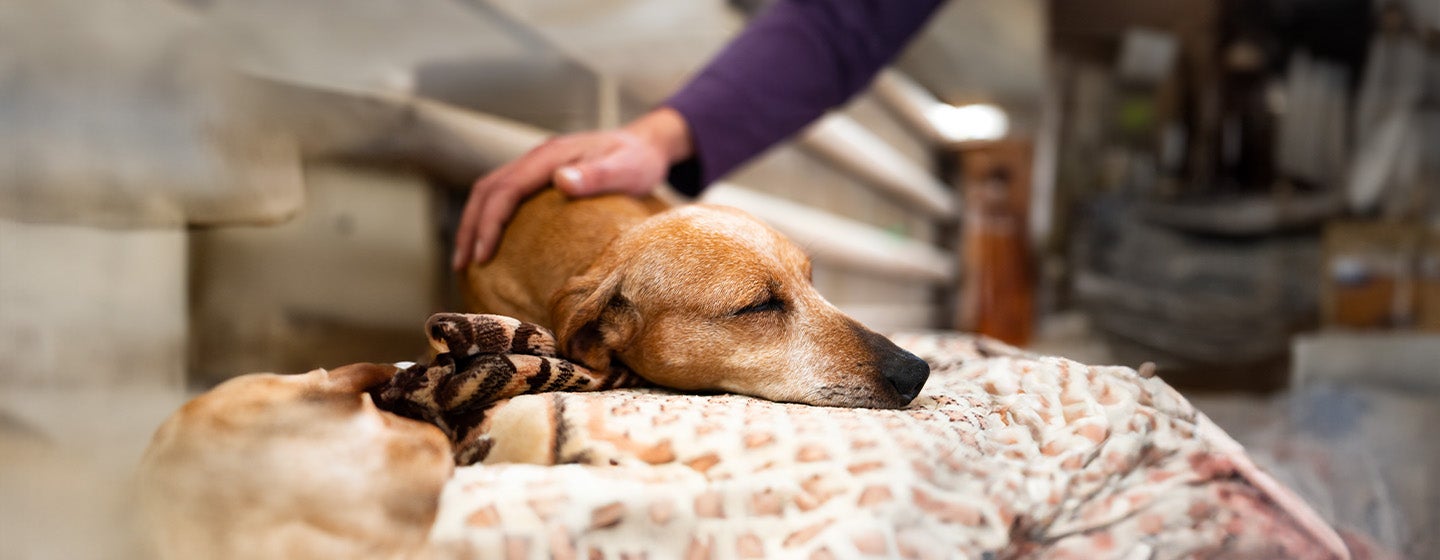 Dog Abscess: What to Look Out For & Best Treatment