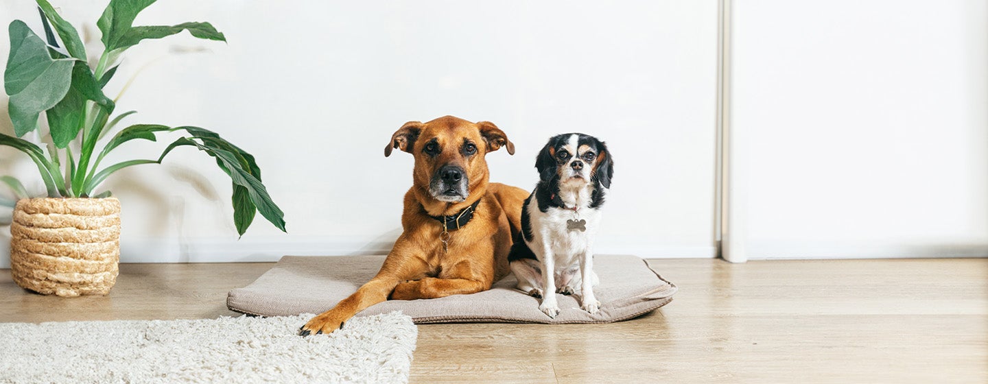 Dog Acne Information and Treatment