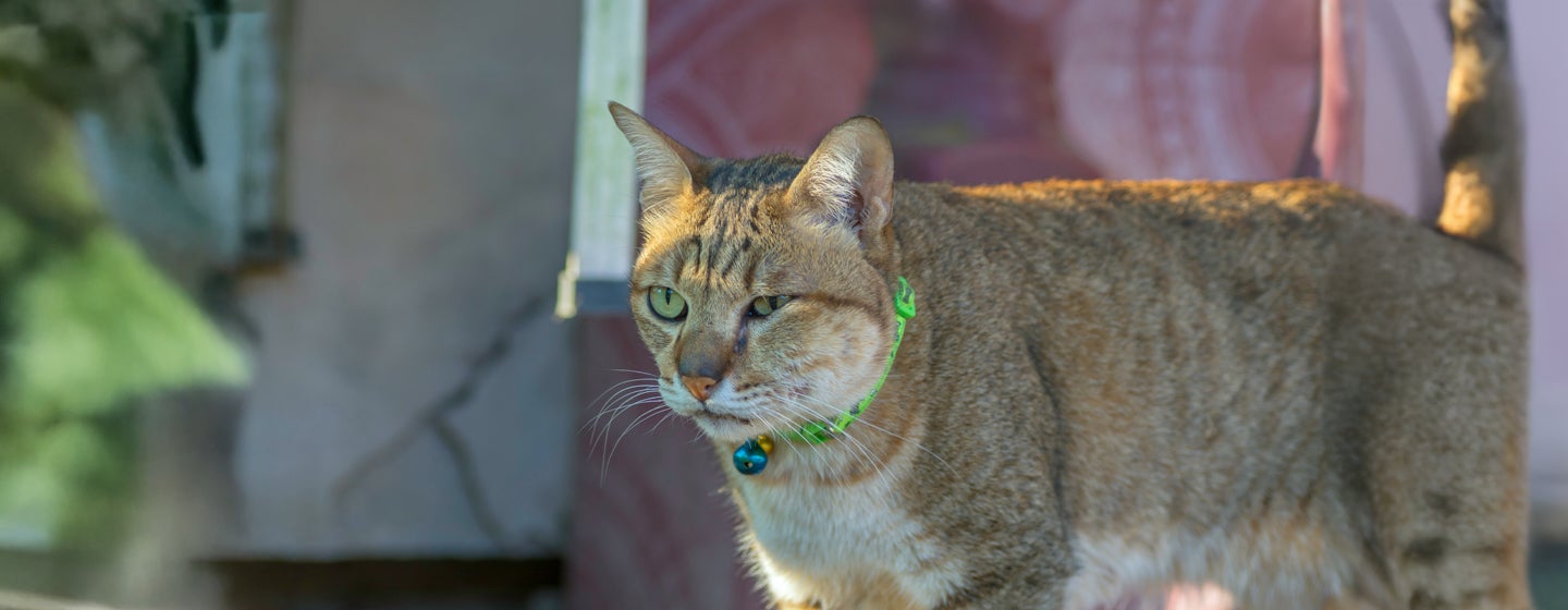 Everything You Need to Know About Cat Abscesses