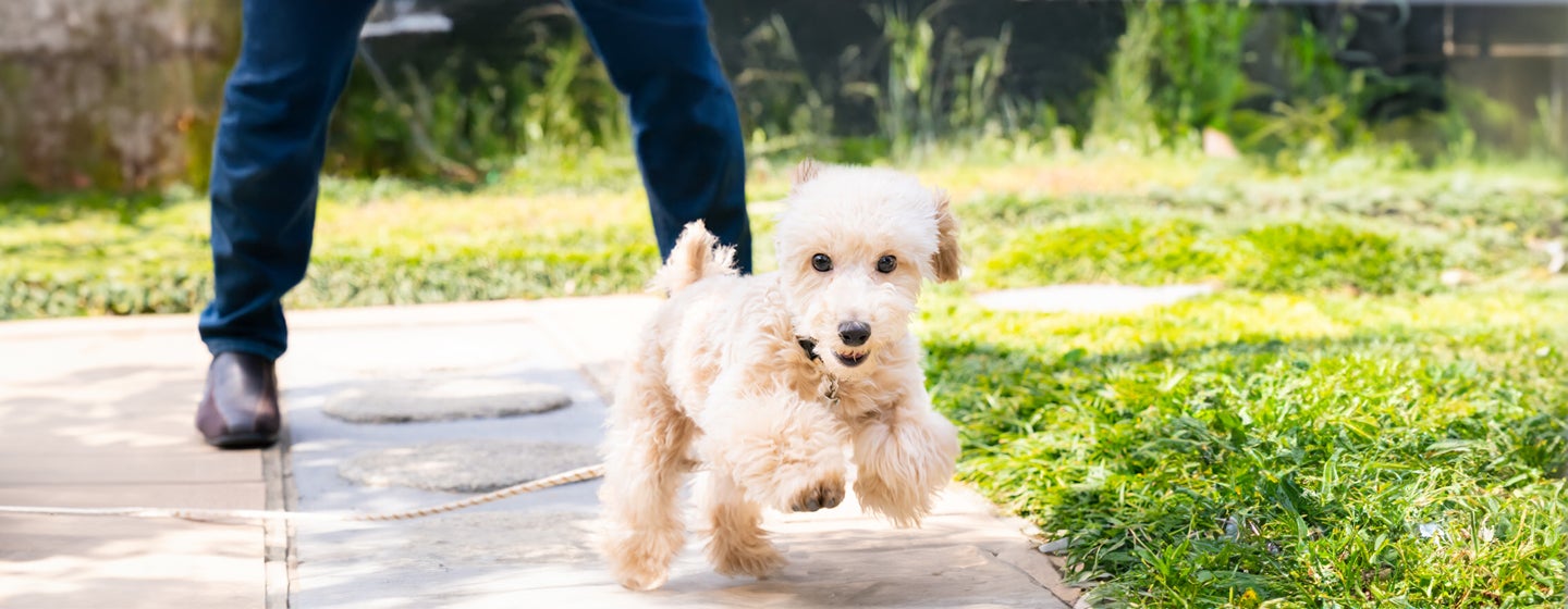 Grooming Short and Long Haired Dogs