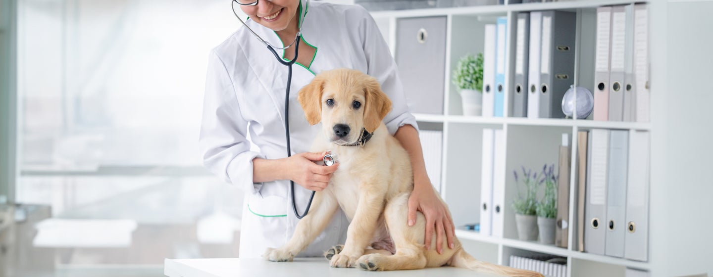 Heart Murmur in Dogs: Symptoms, Causes & Treatment