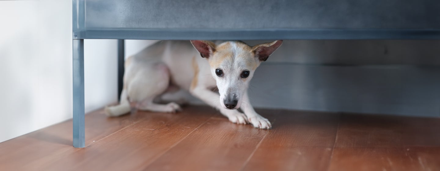 Helping a Scared Dog