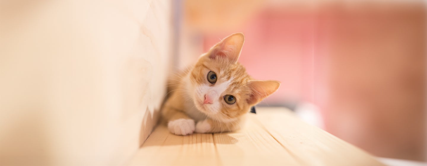 How Much Does a Cat Cost?