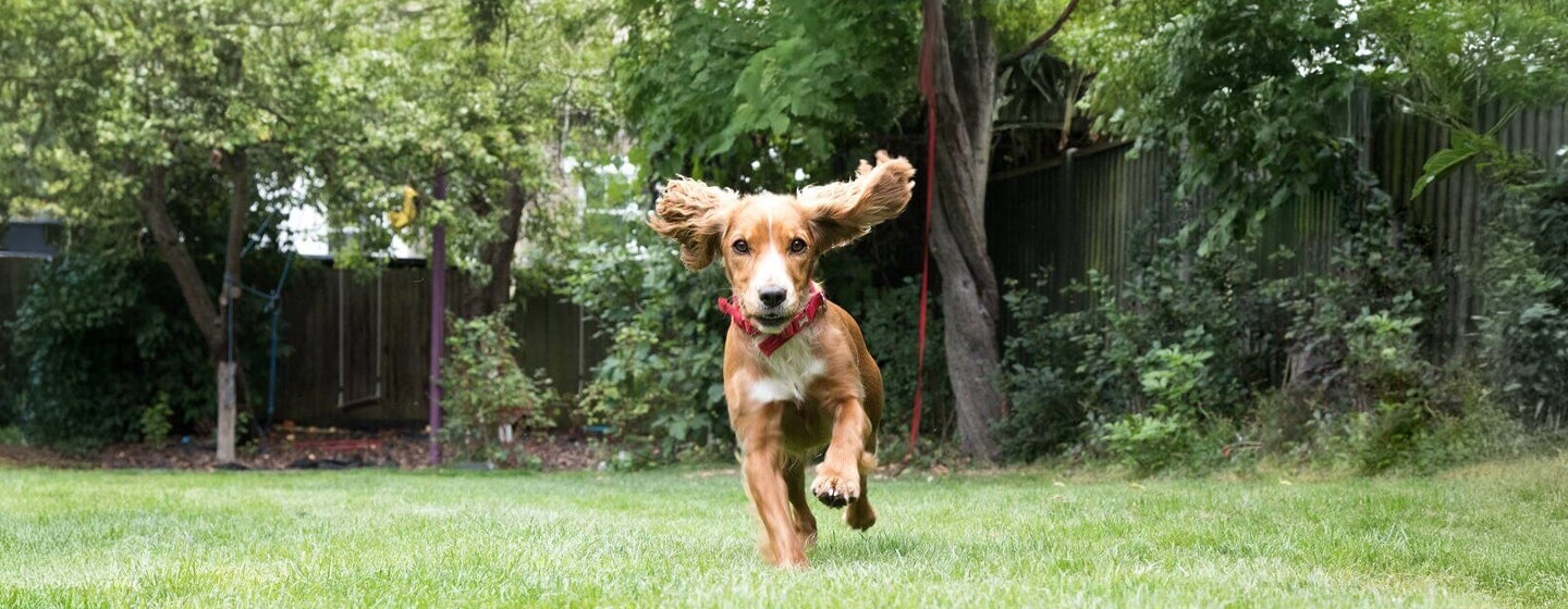 How Much Does a Puppy Cost? All You Need to Know