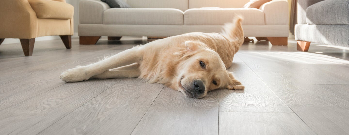 How to Teach a Dog to Play Dead in 11 Easy Steps
