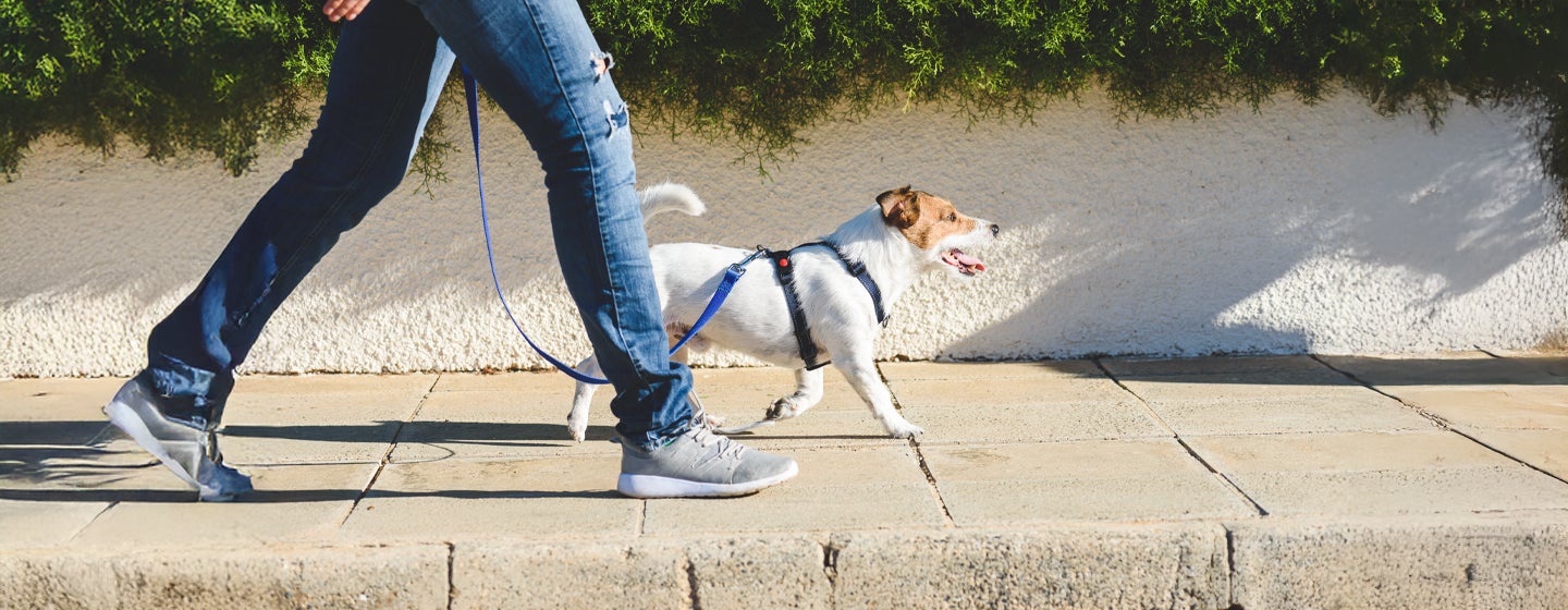 How to Walk Dogs & Puppies on a Lead?