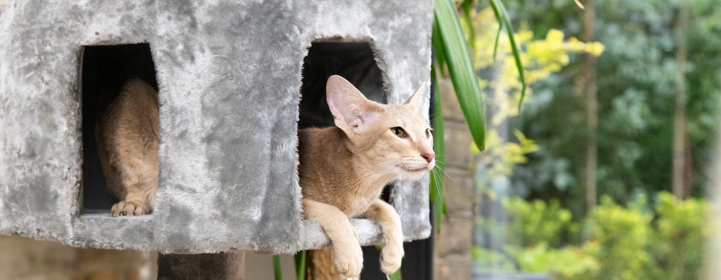 Make Your Home Cat Friendly in 11 Easy Steps