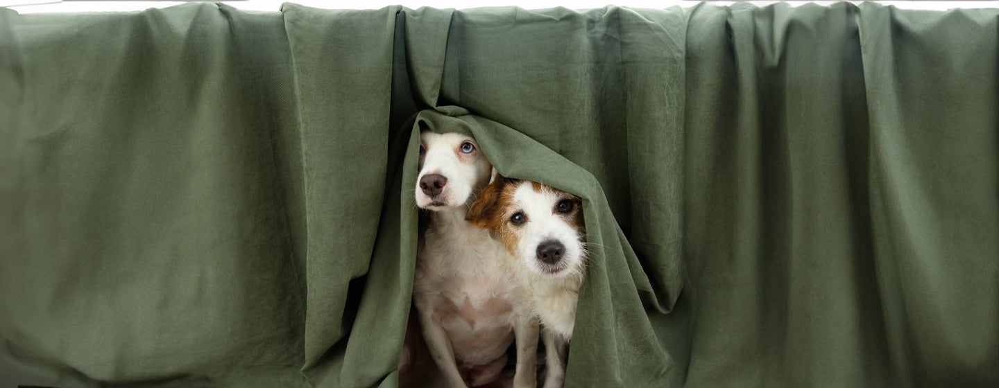 Panic Attacks in Dogs: Causes, Symptoms, and Treatment