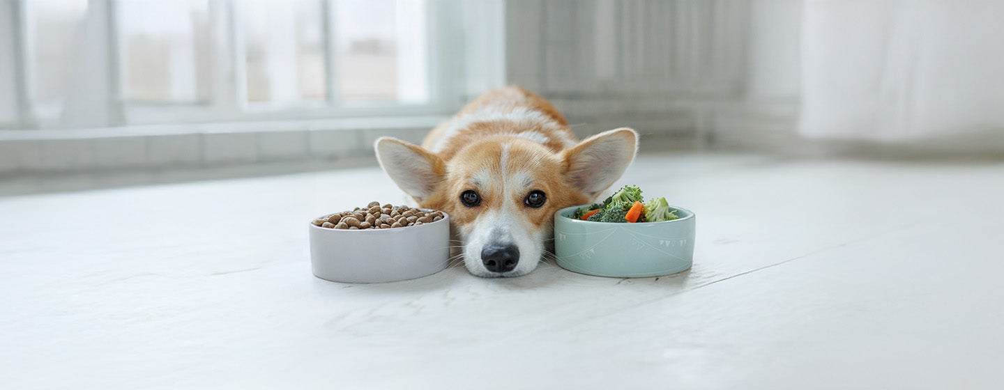 Sensitive Digestion in Dogs and Their Dietary Needs