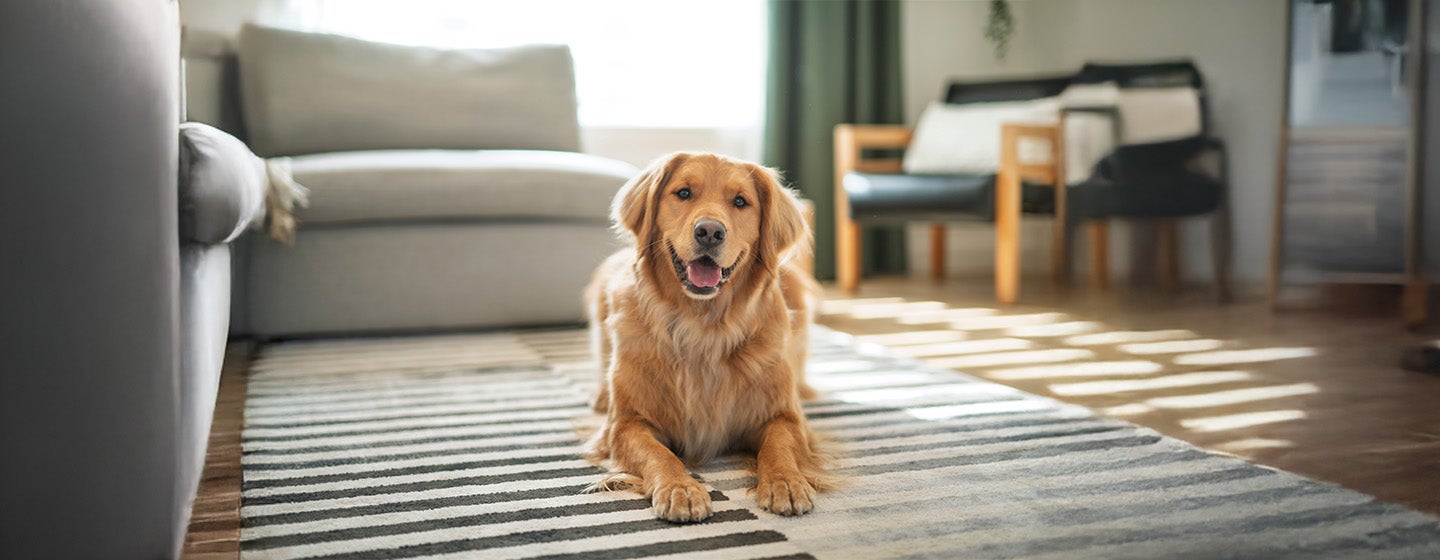 The 10 Best Dogs for Busy Families