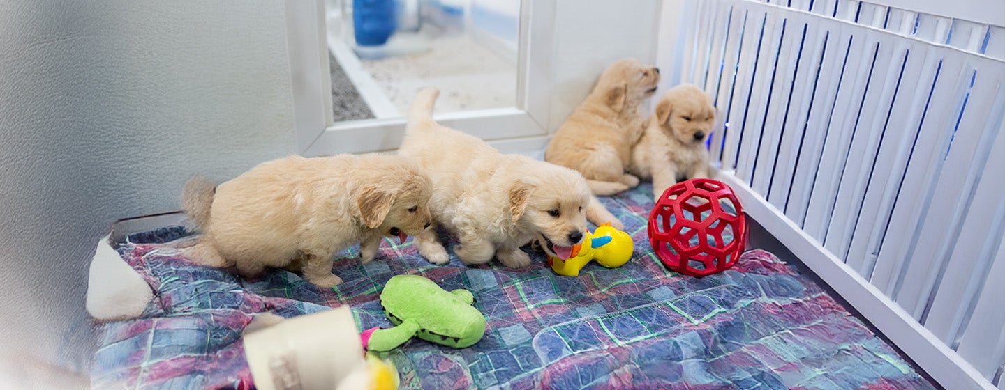 The Benefits of a Puppy Playpen