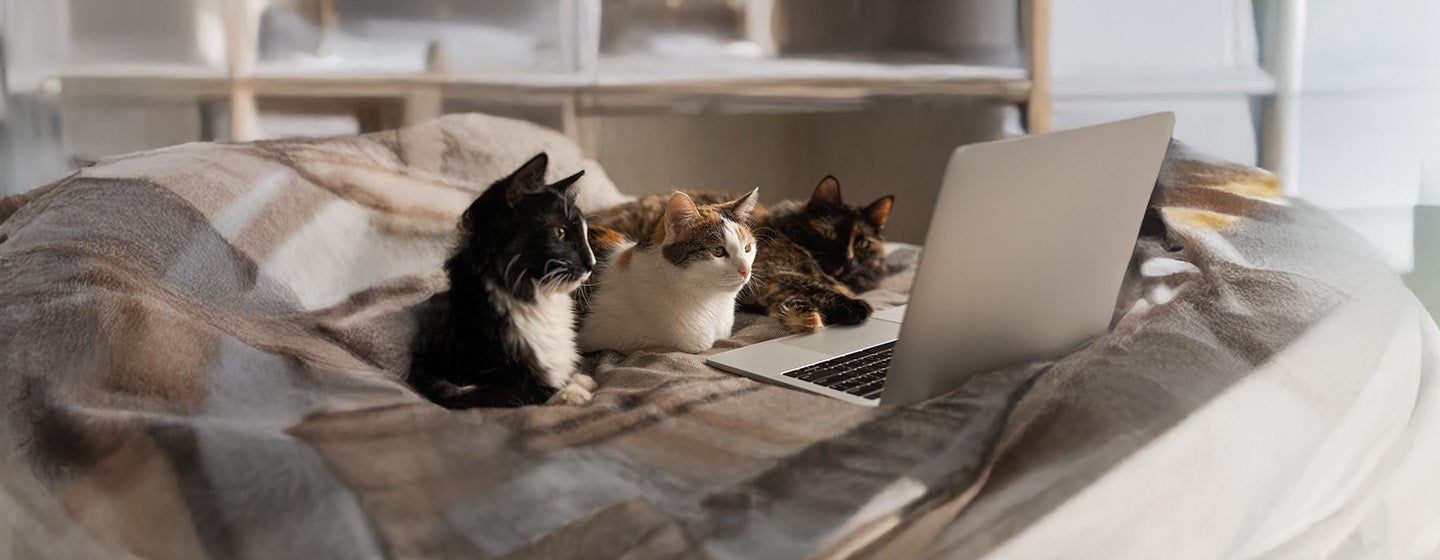 The Top 30 Male Cat Names Your Cat Will Love