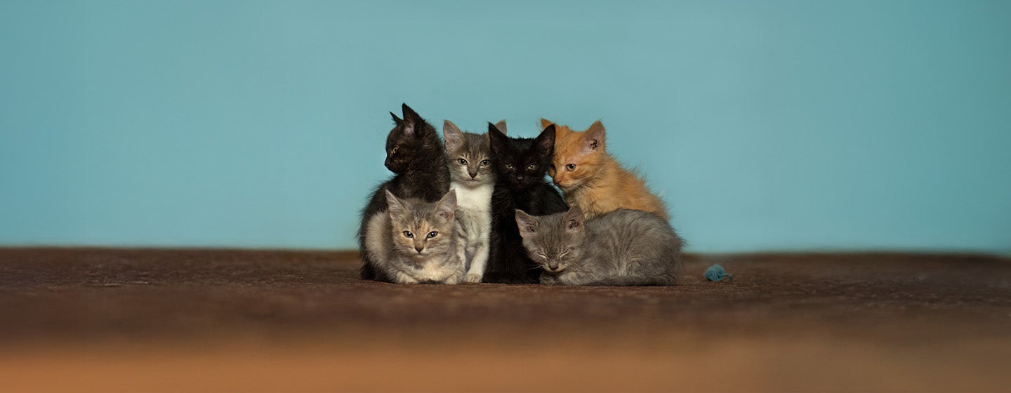 Quiz: What Cat Breed Are You?