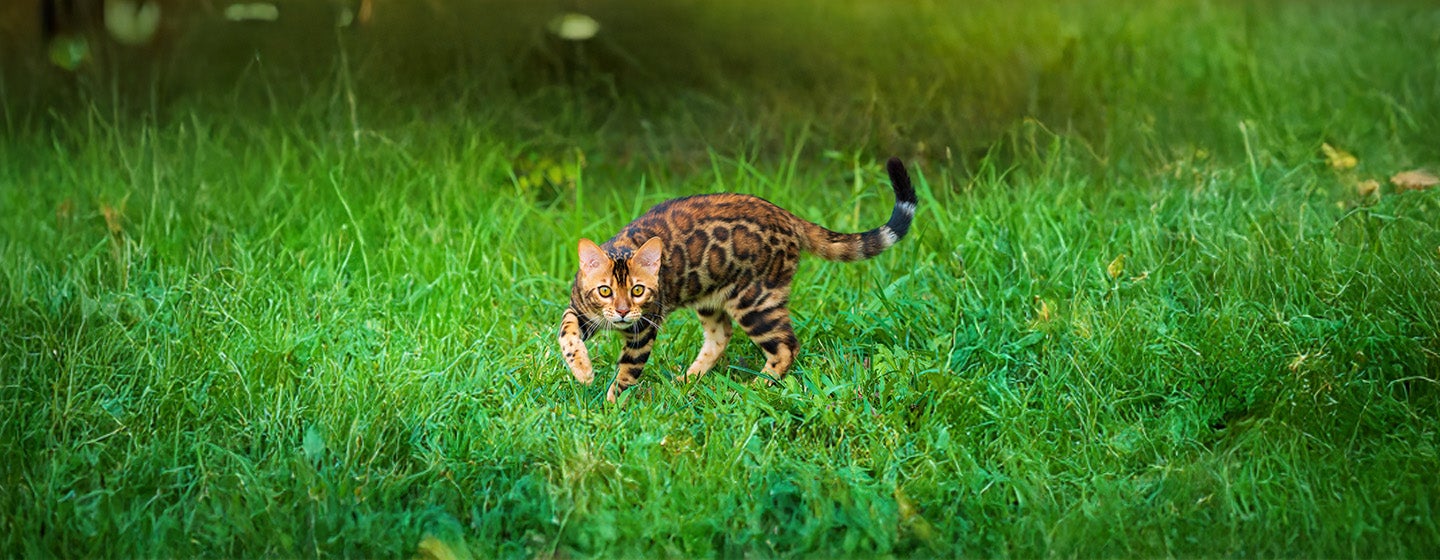 Top 5 Cats That Look Like Tigers, Leopards and Other Wild Felines