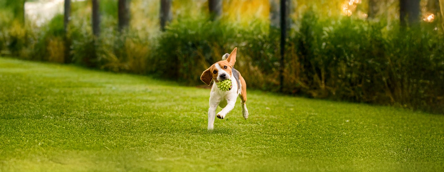 Toy Dogs: Everything You Need to Know