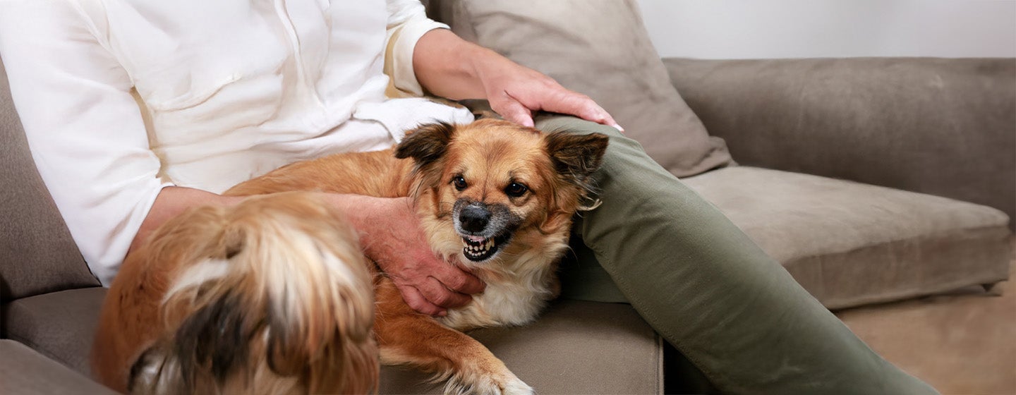 What Types of Dog Growl Mean