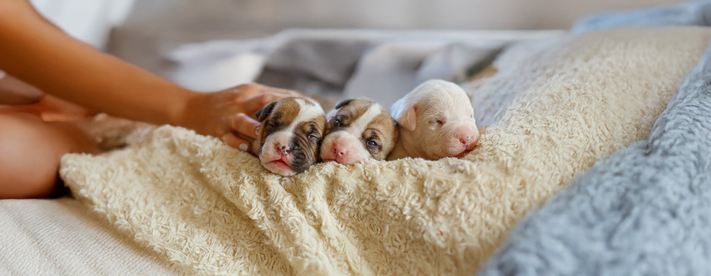 When Do Puppies Open Their Eyes