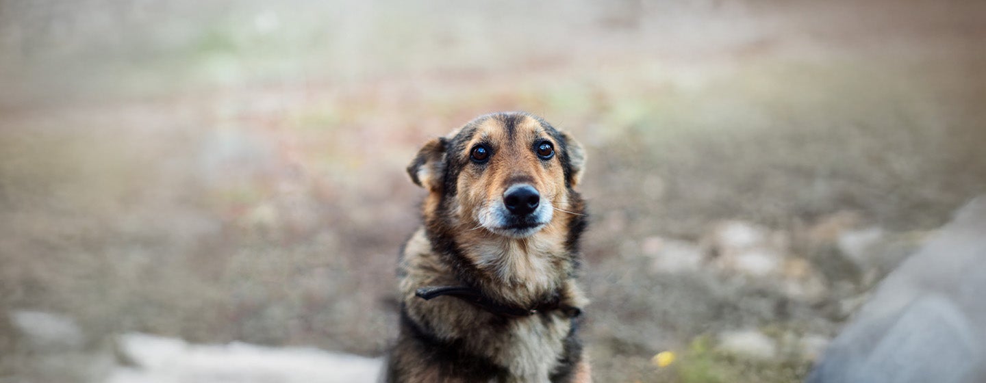 Why Are My Dog’s Eyes Red