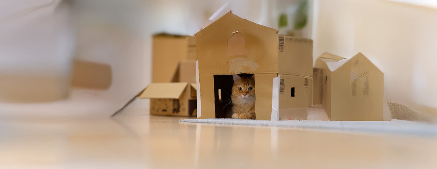 Why Do Cats Like Boxes?