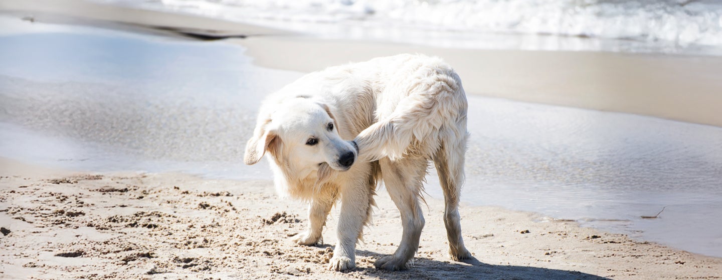 Why Do Dogs Chase Their Tails