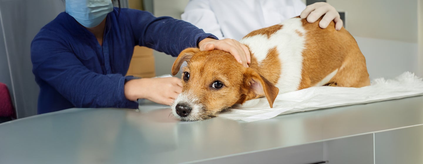 Xylitol Poisoning in Dogs