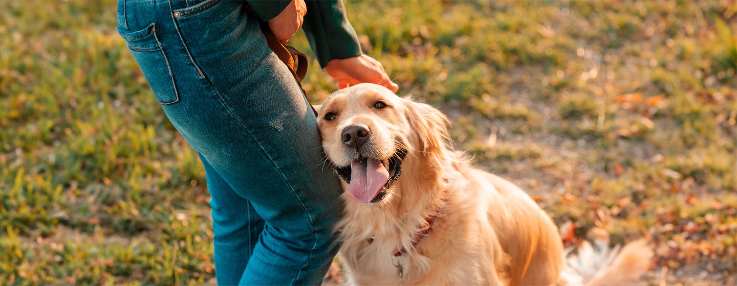 Is Just Loving Your Dog Enough?