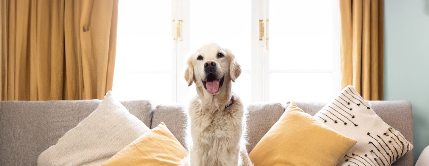 Lockdown Coping Mechanisms for You and Your Dog