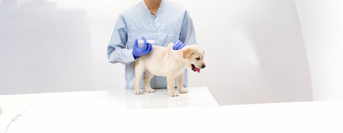Vaccinations for Dogs and Puppies