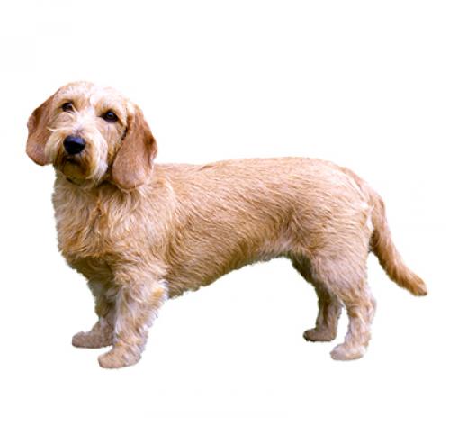 Basset fauve de bretagne hypoallergenic hotsell