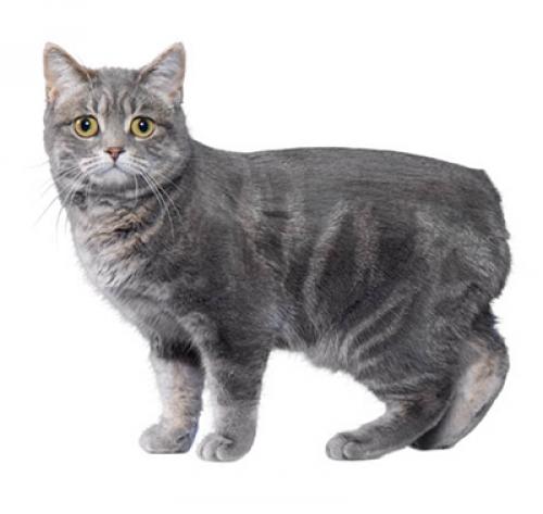 Manx cat for hot sale adoption near me