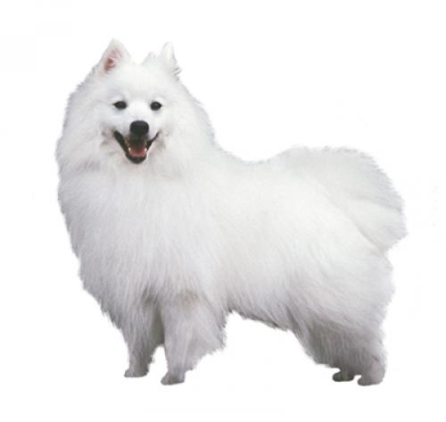Japanese Spitz Dog Breed Information Purina