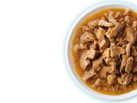 Wet Cat Food