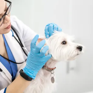 Ear mites