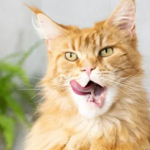 Bad Breath In Cats