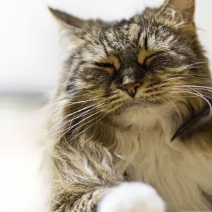 Cat skin problemsHERO