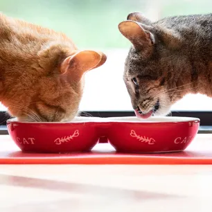 How to support your cat’s digestion