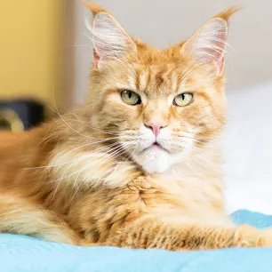 Kidney Problems in Cats: Causes and Treatments