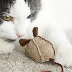 8 Cat Myths and Misconceptions