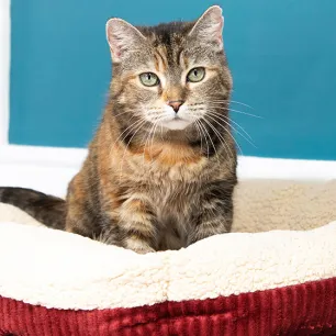 Best Cat Bed for Kittens: Choosing the Right One