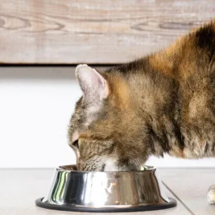 Choosing a Water Bowl for Your Cat