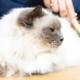How To Groom Your Cat Properly