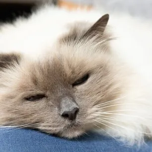 Kitten and Cat Neutering FAQs