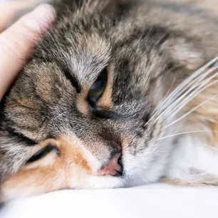 Lungworm in Cats – Symptoms and Treatment