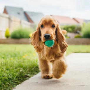 Outdoor Dog Games