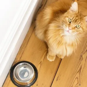 5 Tips to Improve Your Cat's Gut Health