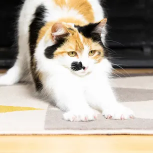 Finding the Right Scratching Post For Your Cat