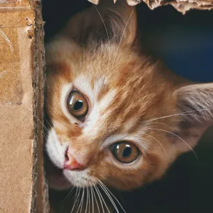 Mental Stimulation for Your Indoor Cat