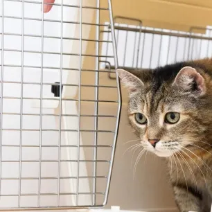 Cat Vaccination & Health Care: What You Need to Know