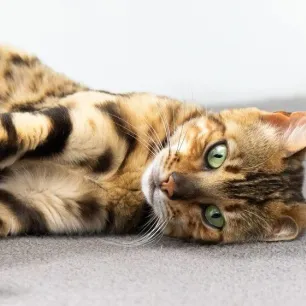 What is Cat Scratch Fever